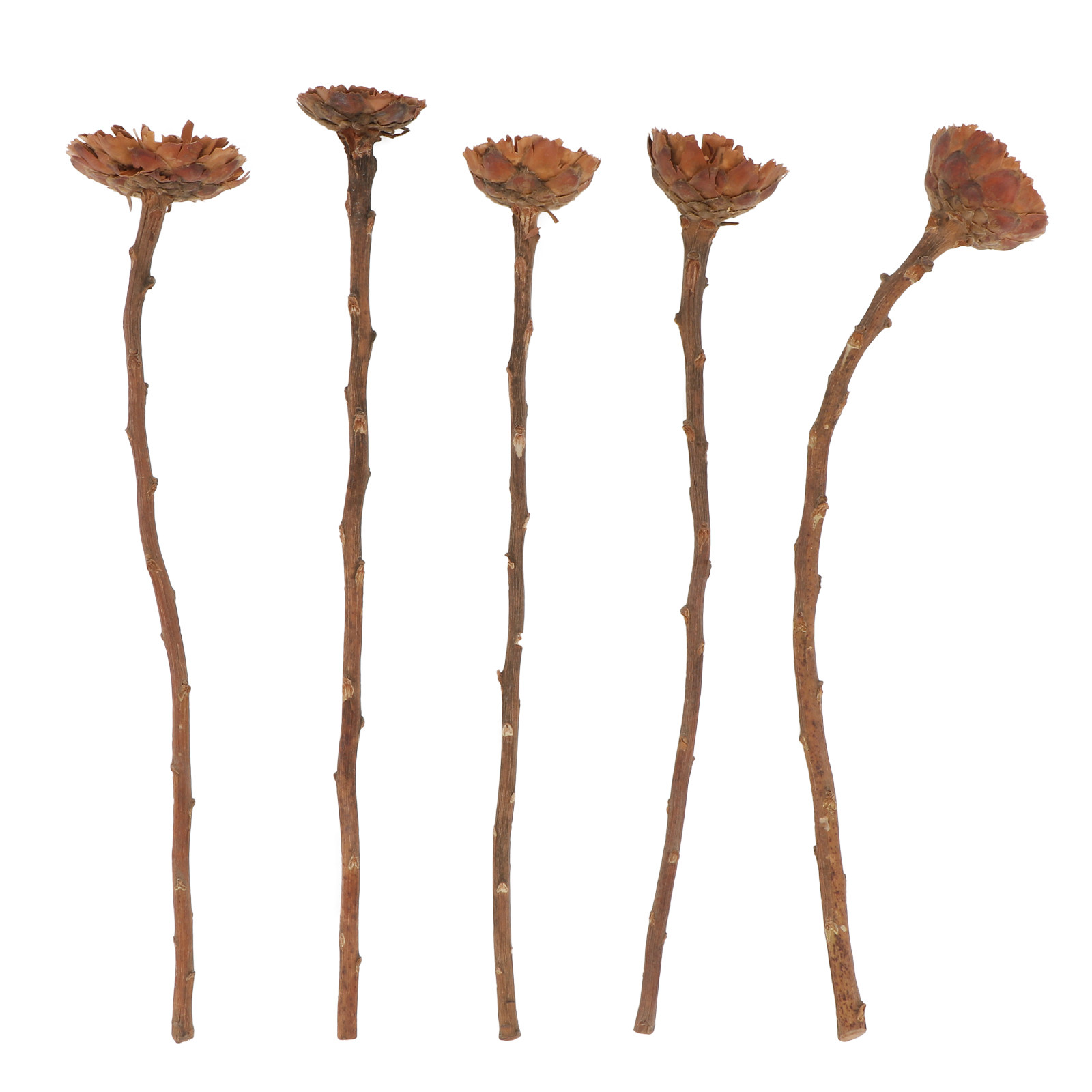 Lighting Decor Photos - 5Pcs Imported Dried Sunflower Bouquet Nordic