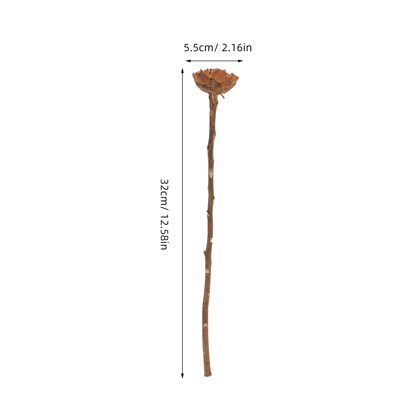 5Pcs Imported Dried Sunflower  - đánh giá và giá Lighting Decor Photos